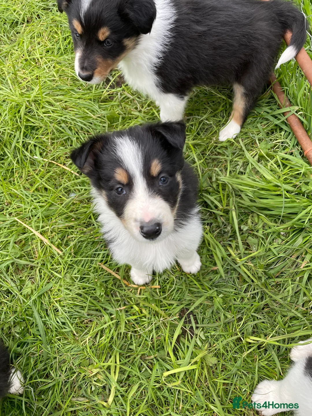 Border Collie dogs for sale: Border Collie Pups for sale  - Advert 2