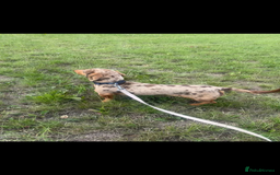 Miniature Dachshund dogs for stud: Kc Reg Dapple Miniature Dachshund for STUD ONLY - Image 1