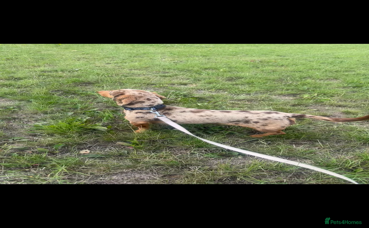 Miniature Dachshund dogs - Advert 1