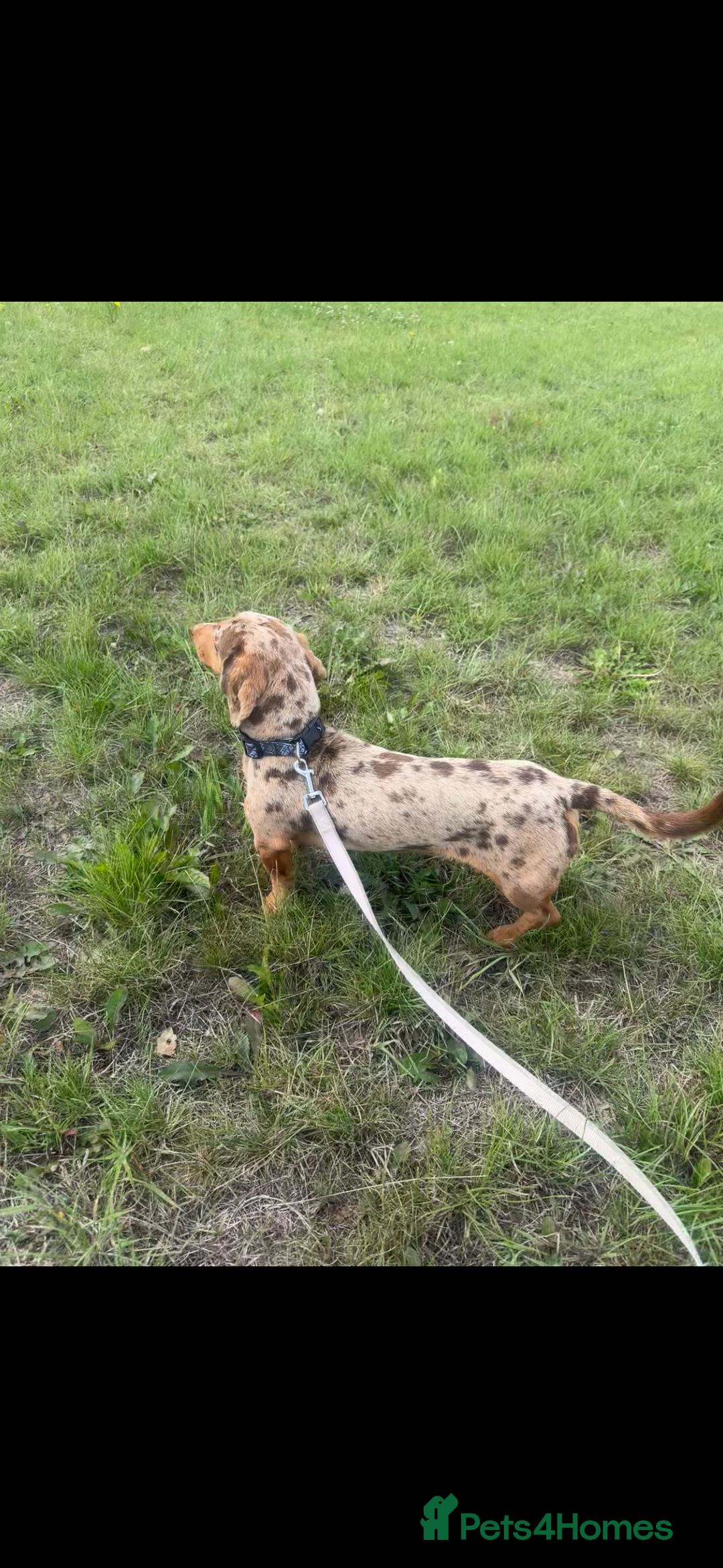 Miniature Dachshund dogs for stud: Kc Reg Dapple Miniature Dachshund for STUD ONLY - Image 1