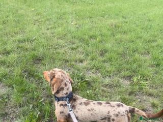 Miniature Dachshund dogs Kc Reg Dapple Miniature Dachshund for STUD ONLY - Advert 16