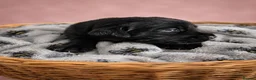 Labrador Retriever dogs for sale: KC registered Balck labrador retrievers - Advert 10