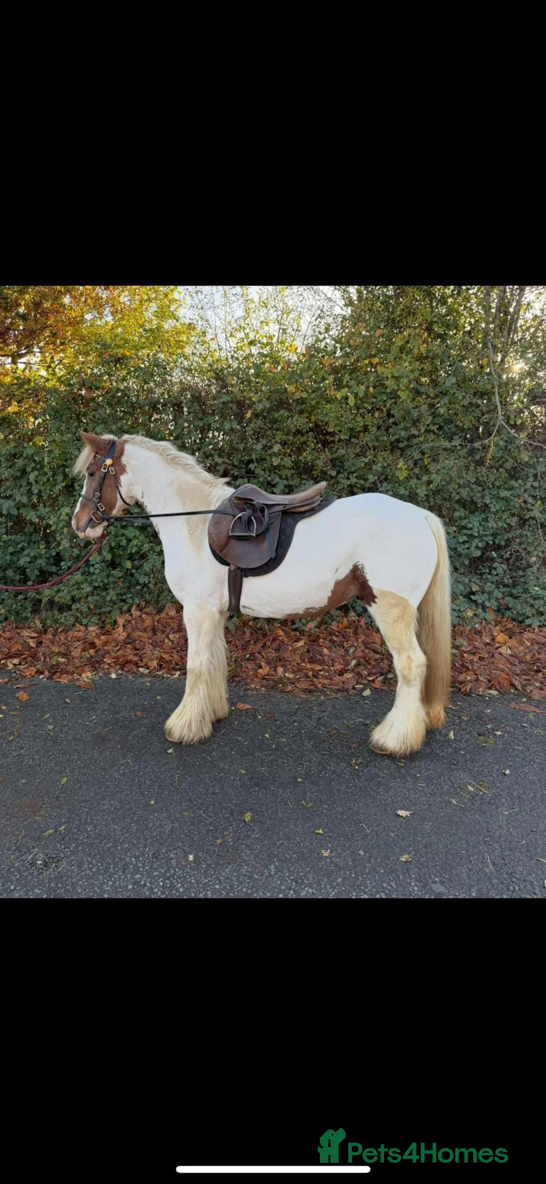 Irish Cob horses for sale: Beautiful Skewbald Mare, 6 years old, approx.13'1 in Saxmundham - Advert 9
