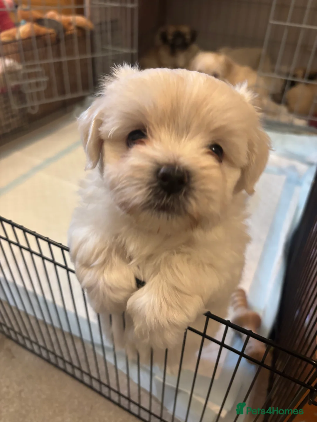 Maltipoo dogs for sale: Maltipoo - Advert 16