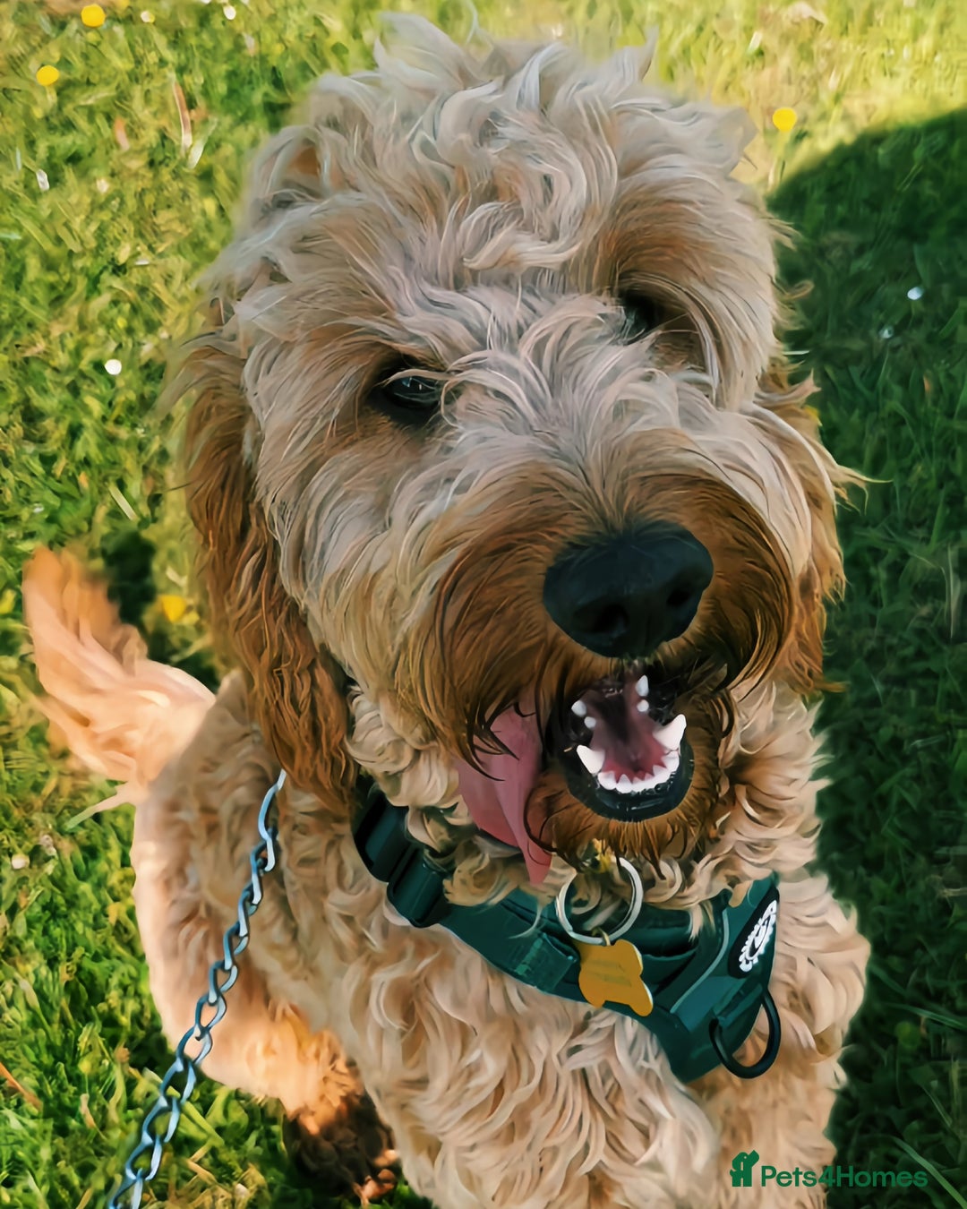 Cockapoo dogs for sale: Beautiful F1 Cockapoo - Image 2