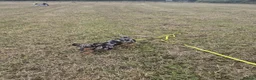Miniature Dachshund dogs for sale: 1 Year old loving  in Wolverhampton - Advert 2
