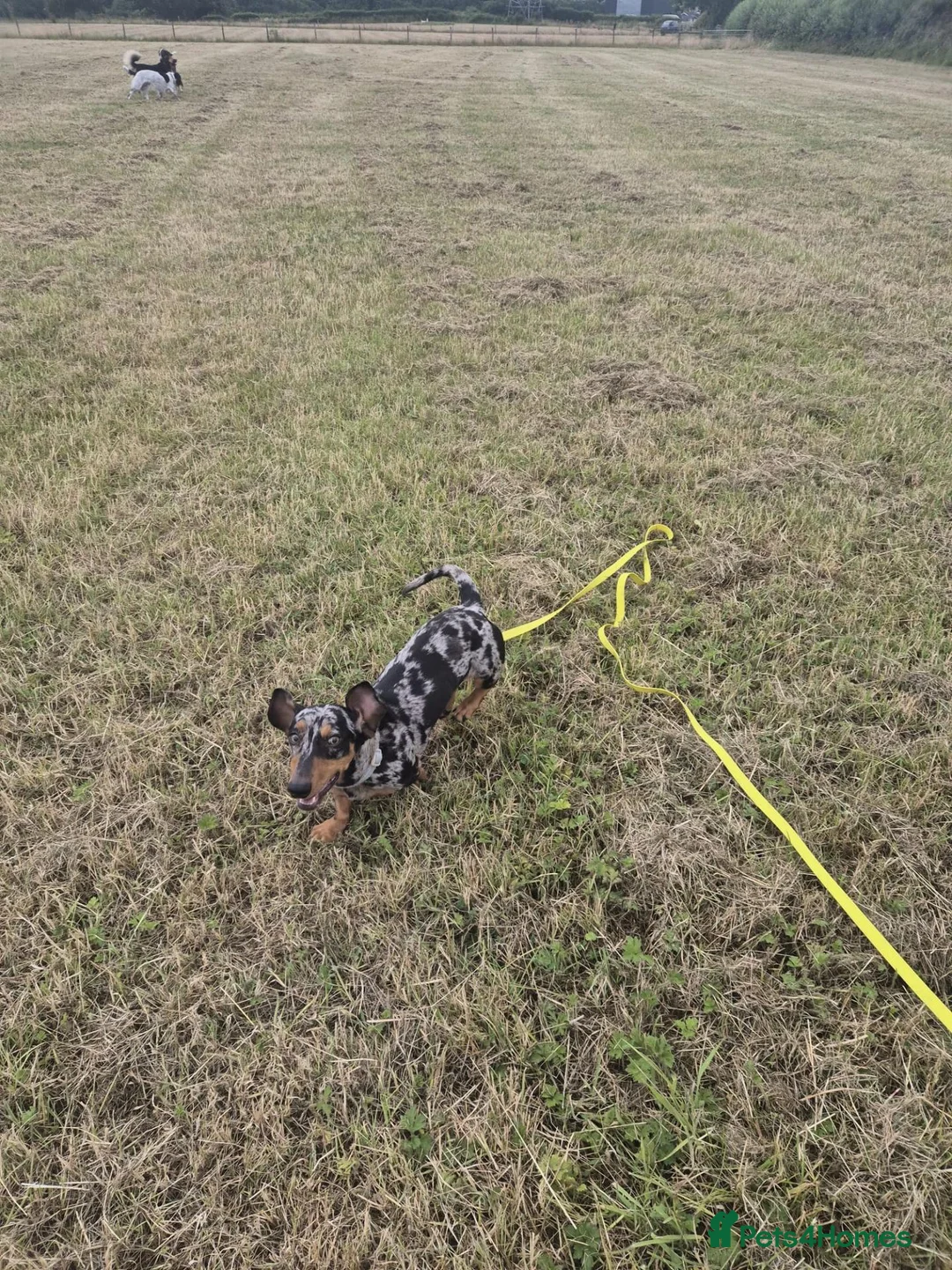 Miniature Dachshund dogs for sale: 1 Year old loving  in Wolverhampton - Advert 2