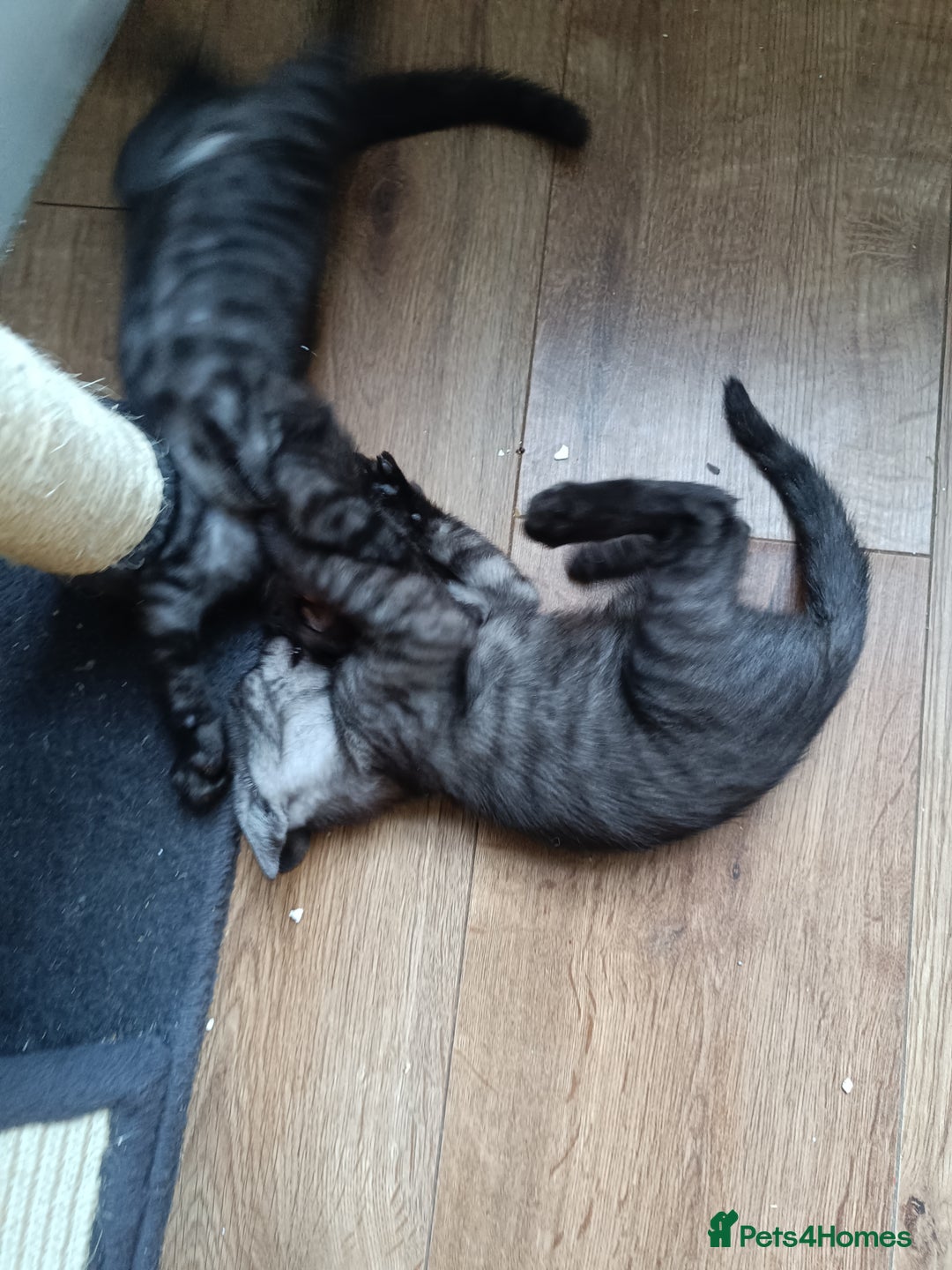 Bengal cats for sale: Three Bengals - Image 9