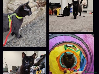 British Shorthair cats - Advert 20