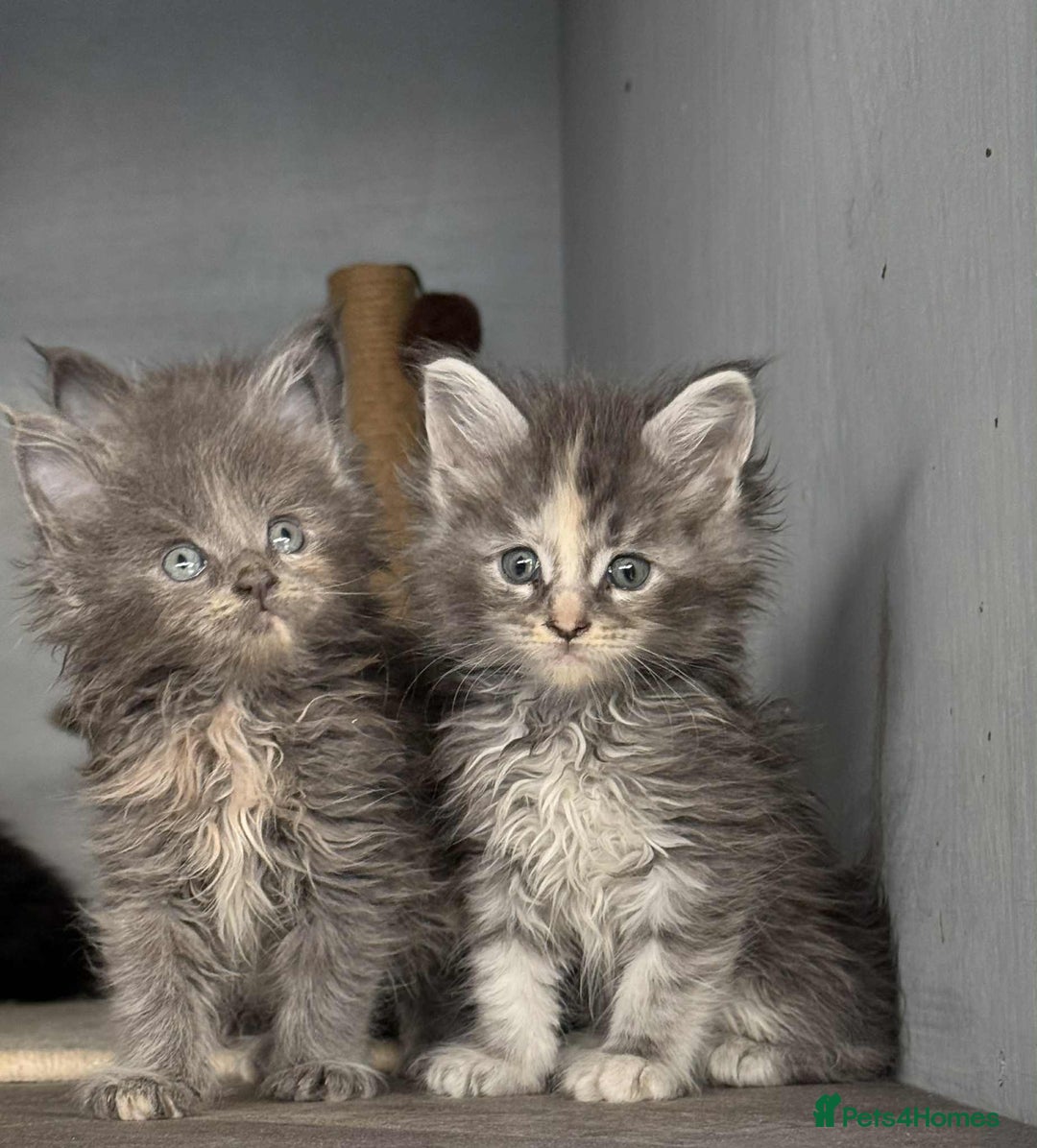 Maine Coon cats for sale: TICA registered large Maine Coon kittens - Image 4