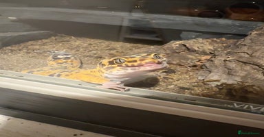 Leopard Gecko reptiles - Advert 2