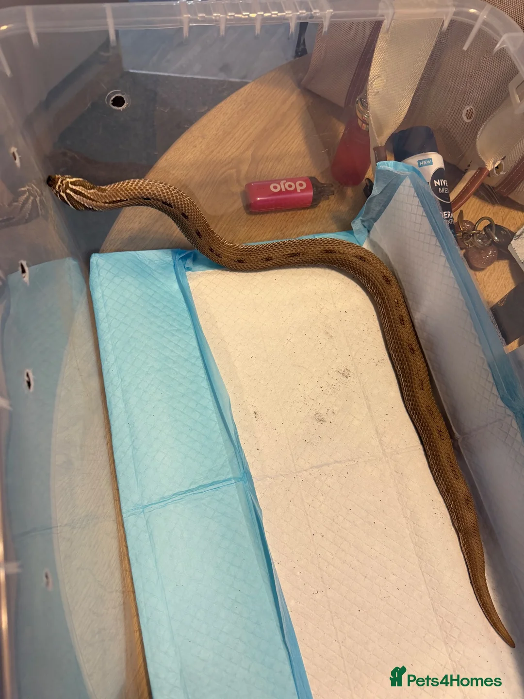 Snake reptiles for sale: Hognose male  - Advert 2