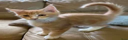 Maine Coon cats for sale: Ready Now Pedigree TICA Maine Coon Kittens - Advert 4