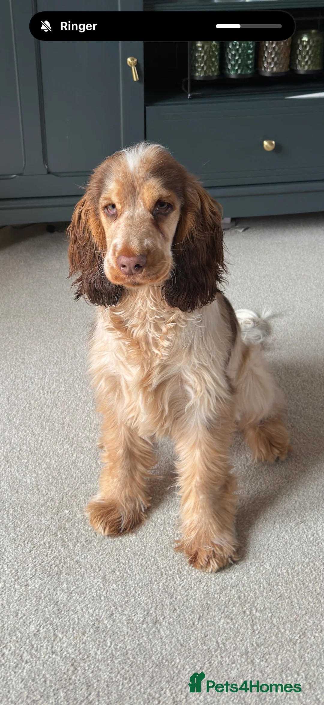 Cocker Spaniel dogs for sale: Beautiful show Kc cocker spaniel girl - Advert 4