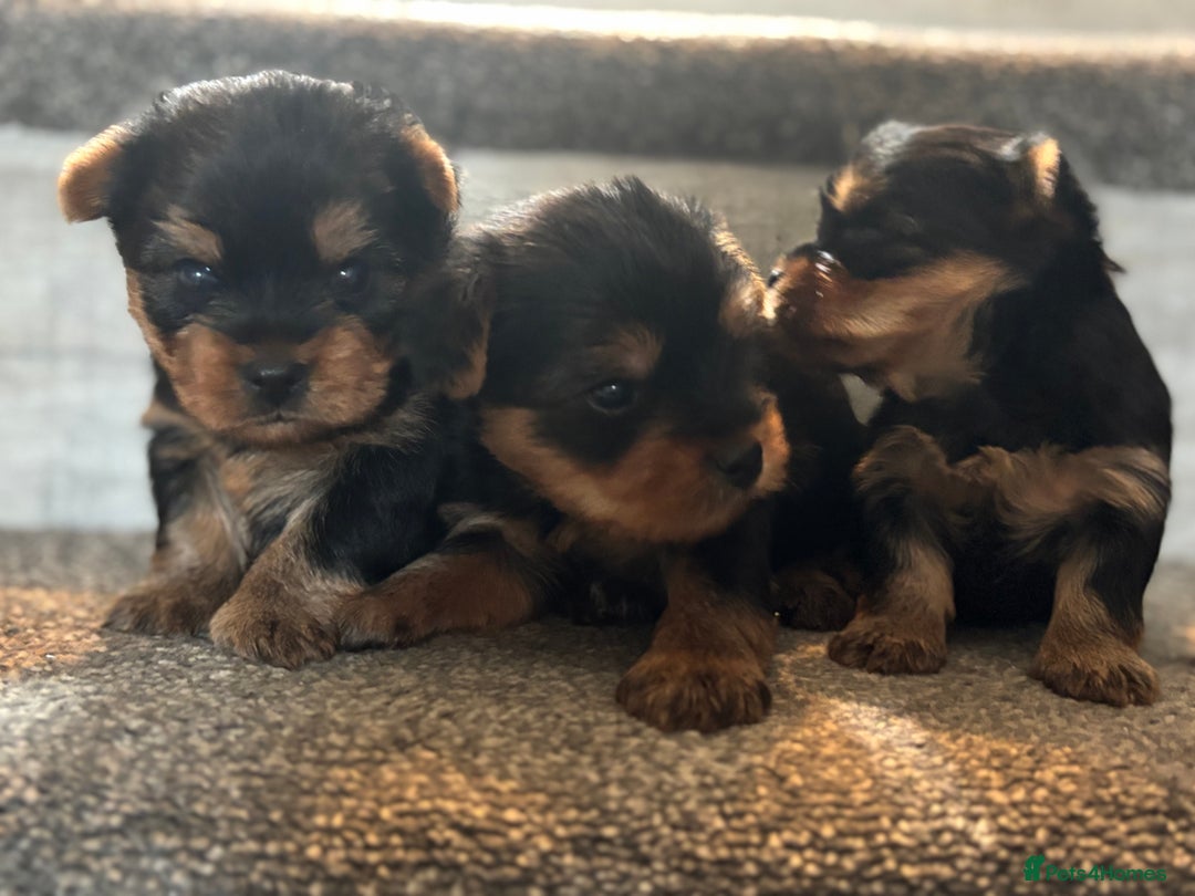 Yorkshire Terrier dogs for sale: Puree Yorkshire Terrier Puppies  - Image 1
