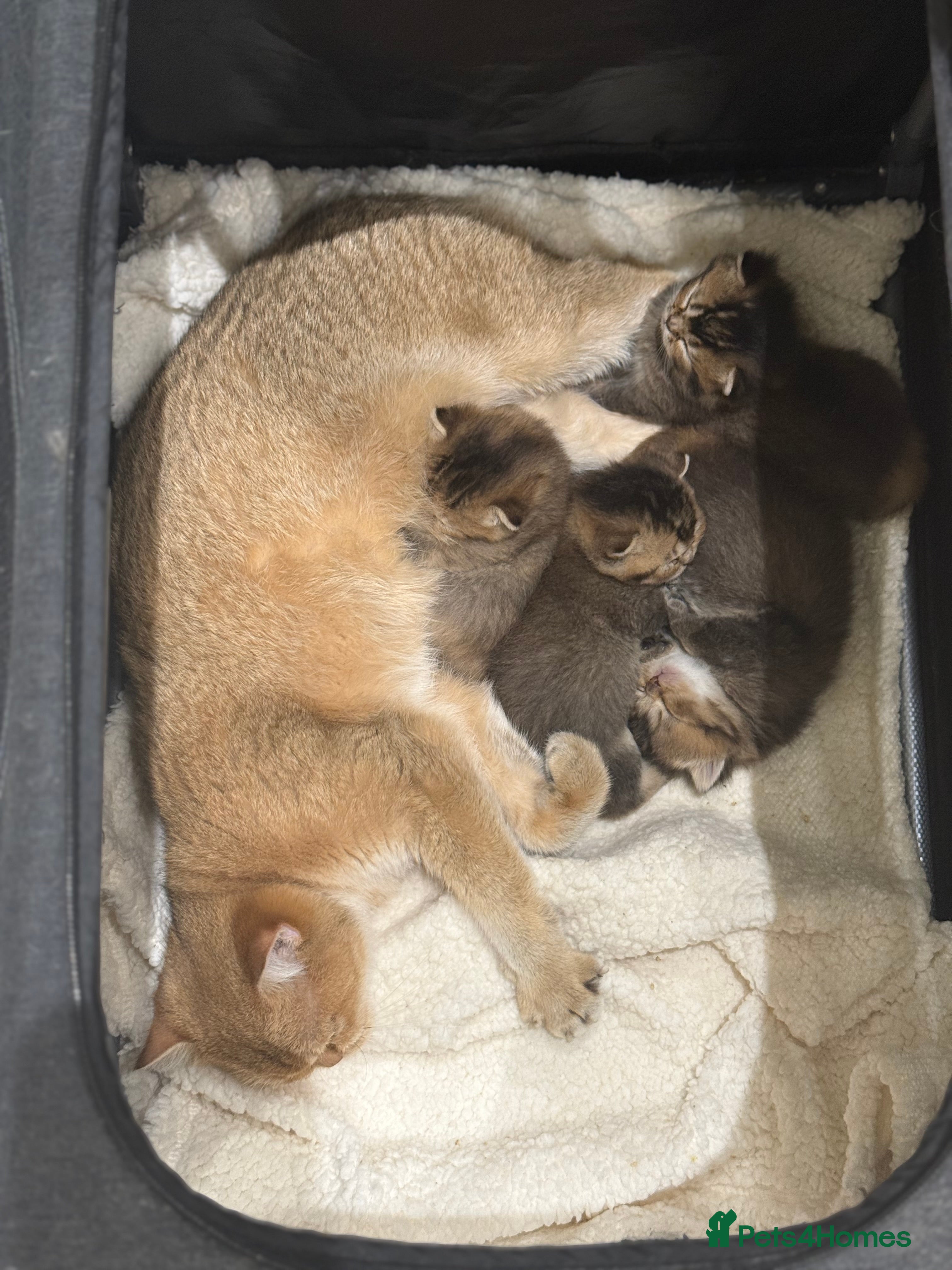 British Shorthair cats ✨Beautiful British Shorthair Kittens✨ - Advert 2