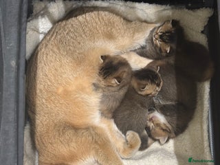 British Shorthair cats ✨Beautiful British Shorthair Kittens✨ - Advert 1