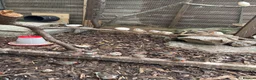 Finches birds for sale: Zebra finches for sale  in Bristol - Advert 3