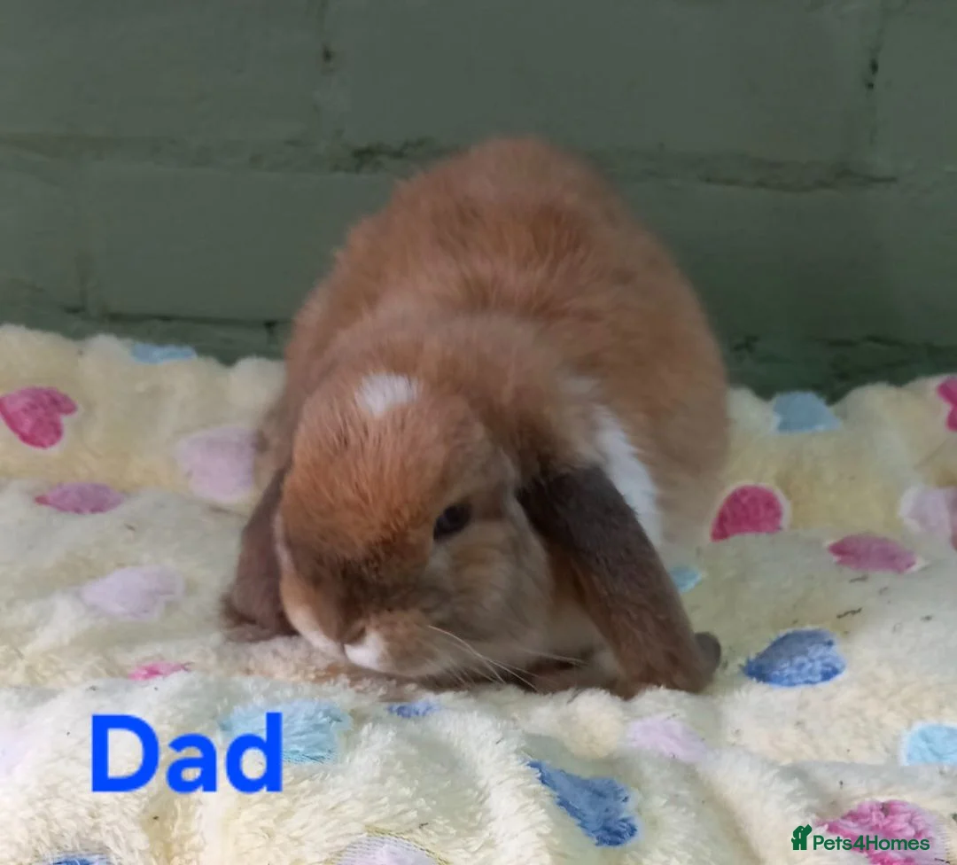 Mini Lop rabbits for sale: Purebred Mini Lops 🐰  - Advert 6