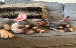 French Bulldog dogs for sale: Mother and daughter - Image 2