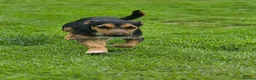 Jack Russell dogs for stud: Miniature jack russell - Advert 2