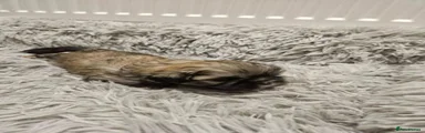 Shih Tzu 2