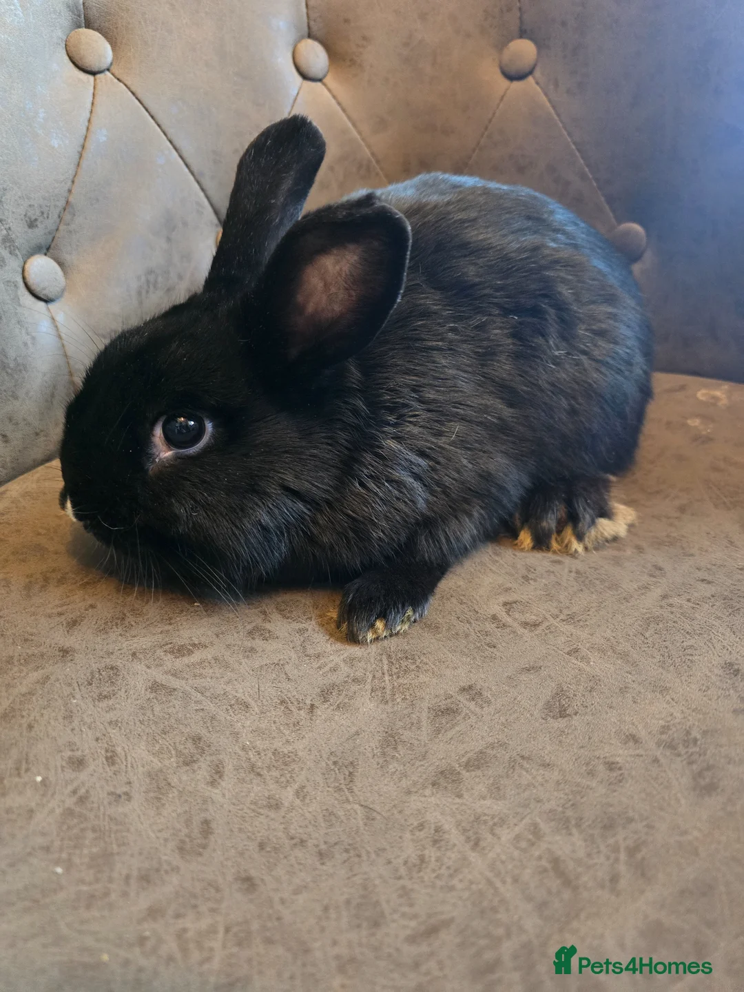 Lionhead rabbits for sale: 2 single rescue rehome rabbits both male 6 months  - Advert 2