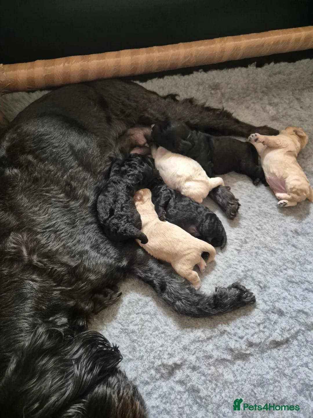 Miniature Poodle dogs for stud: 🏆PROVEN🏆 sable miniature poodle health tested in Havant - Advert 25
