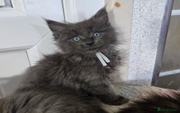 Maine Coon cats for sale: Stunning GCCF Maine Coon kittens  - Image 27