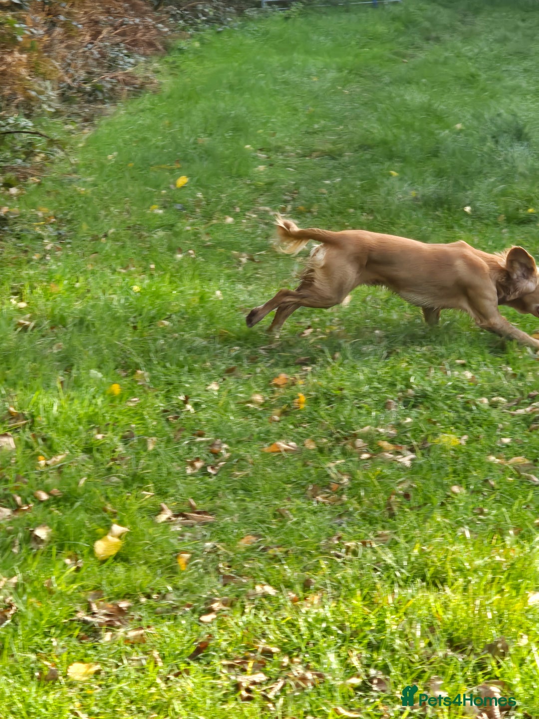 Cocker Spaniel dogs for stud: Fine specimen  - Advert 2