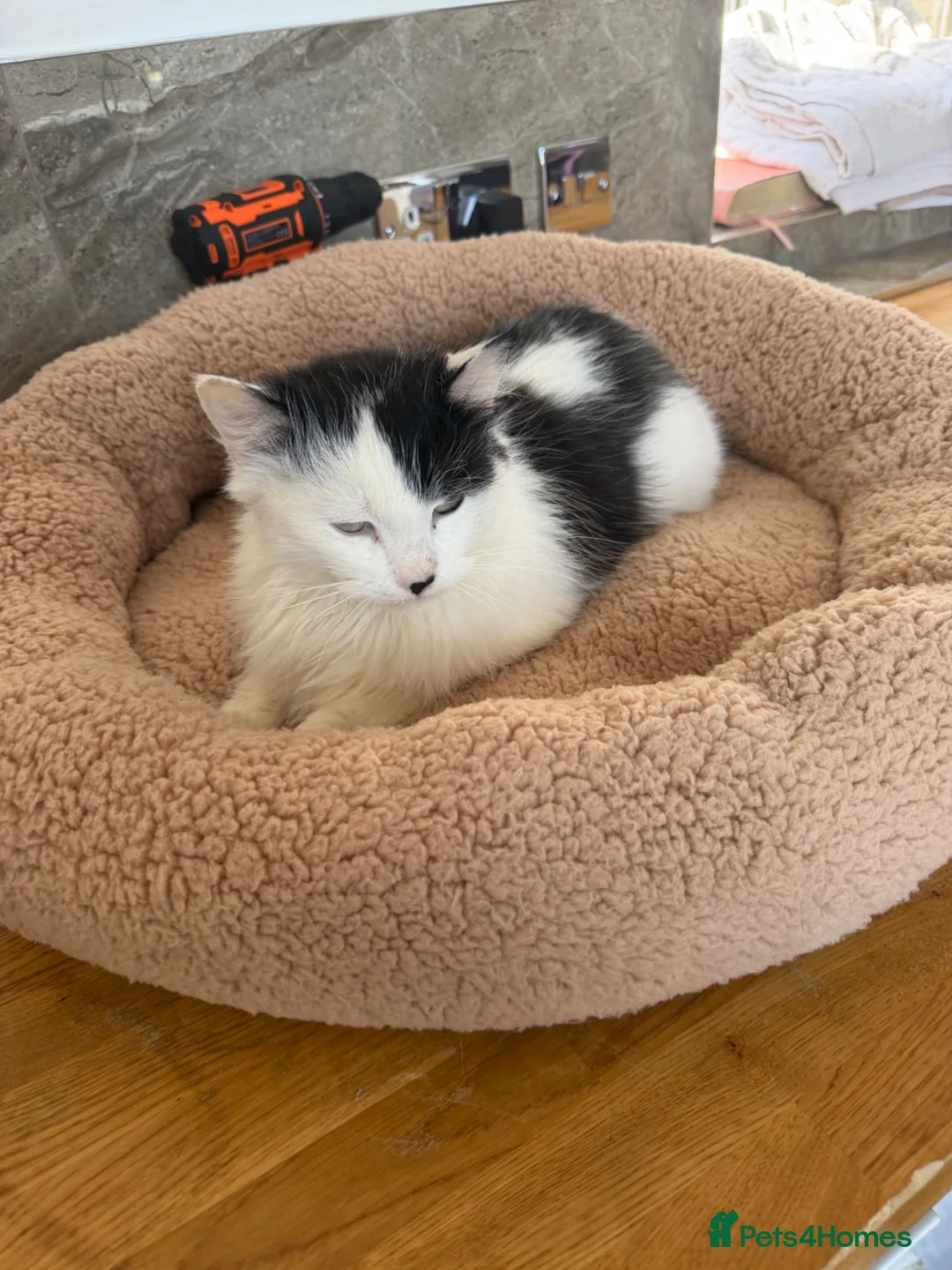 British Longhair cats for sale: Mimis beautiful litter in Buntingford - Advert 2