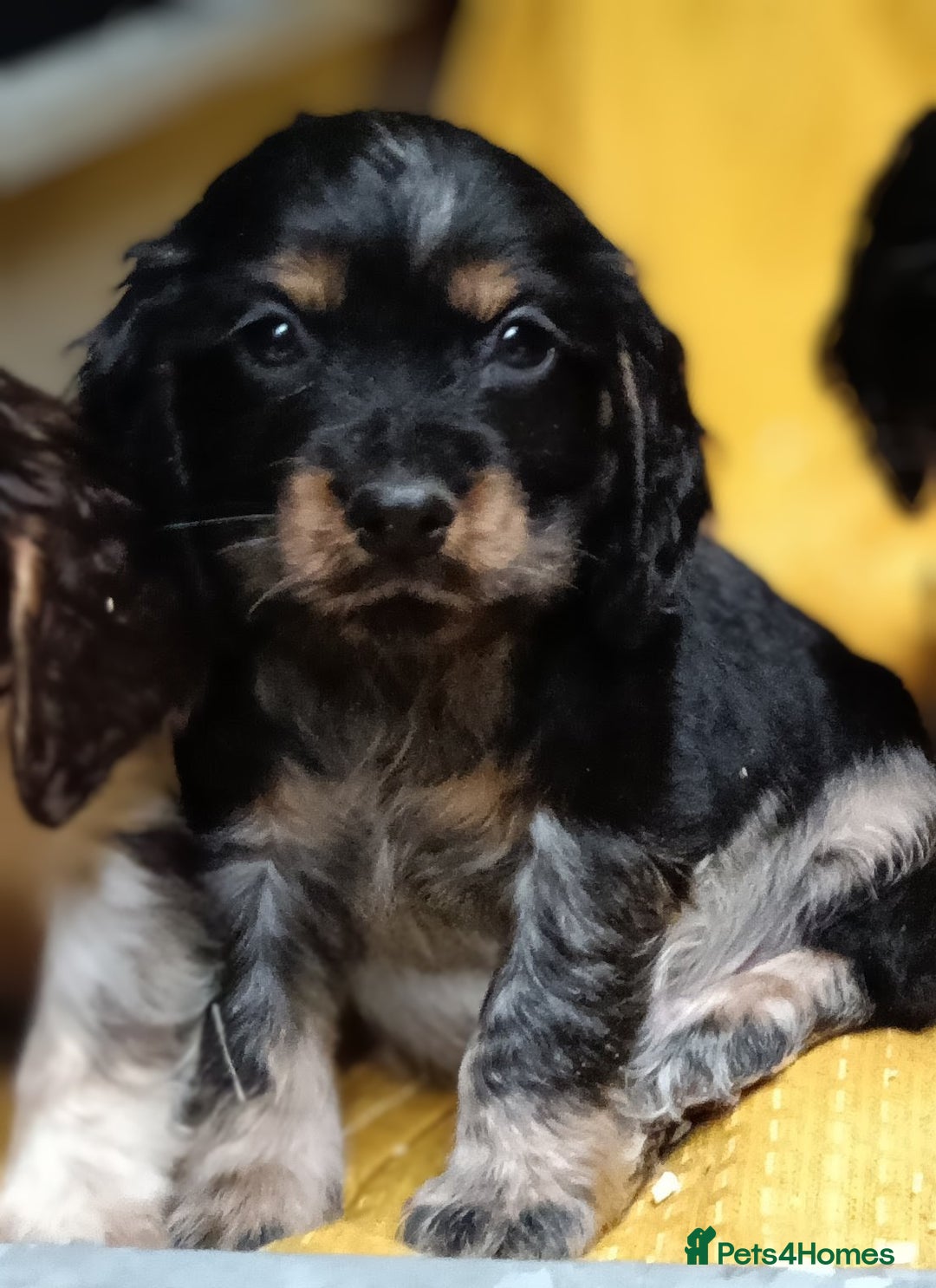 Cocker Spaniel dogs for sale: 🩷Scrumptious Cocker Spaniel puppies 🩷 - Advert 8