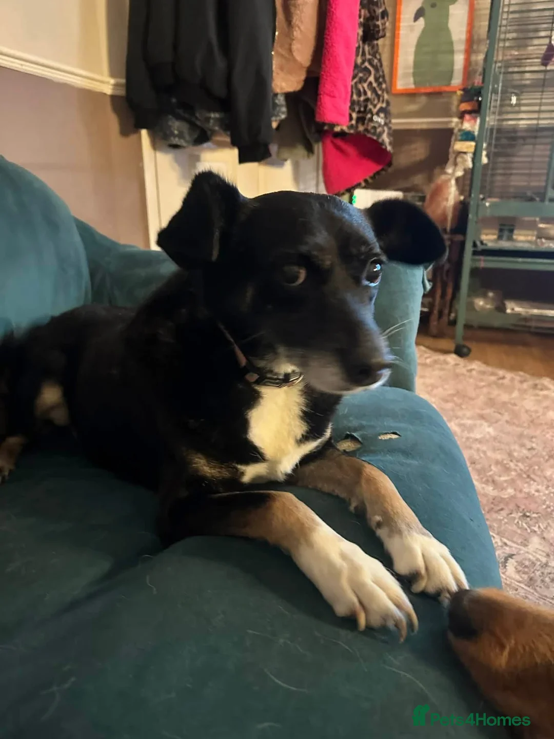 Mixed Breed dogs for adoption: Suzy - Norwich Norfolk  - Advert 3