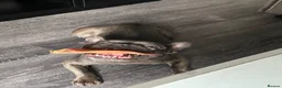 French Bulldog dogs for sale: Dora French Bulldog in Lanark - Advert 3