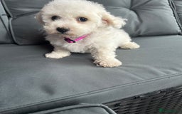 Bichon Frise dogs for sale: Bichon Frise Puppies  - Image 13