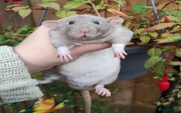 Rat rodents for sale: Male and female rats looking for new homes  - Image 1
