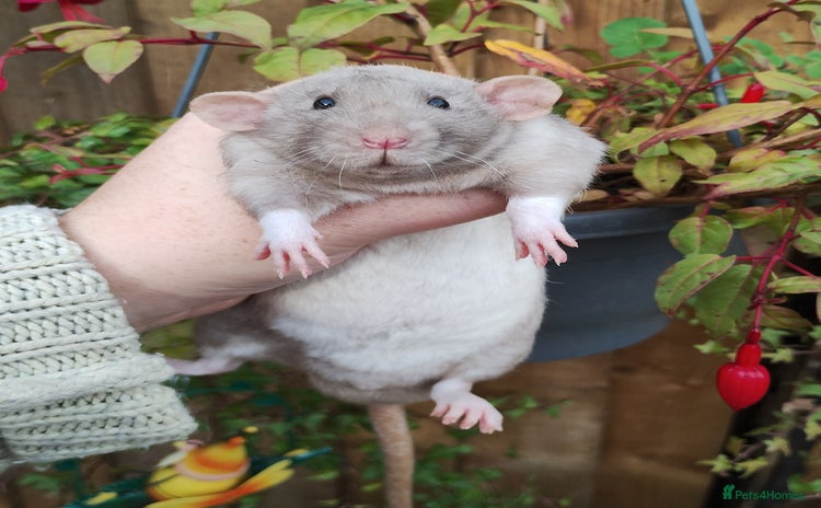 Rat rodents - Advert 4