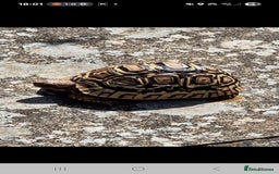 Tortoise reptiles for sale: Leopard Tortoise - Image 2