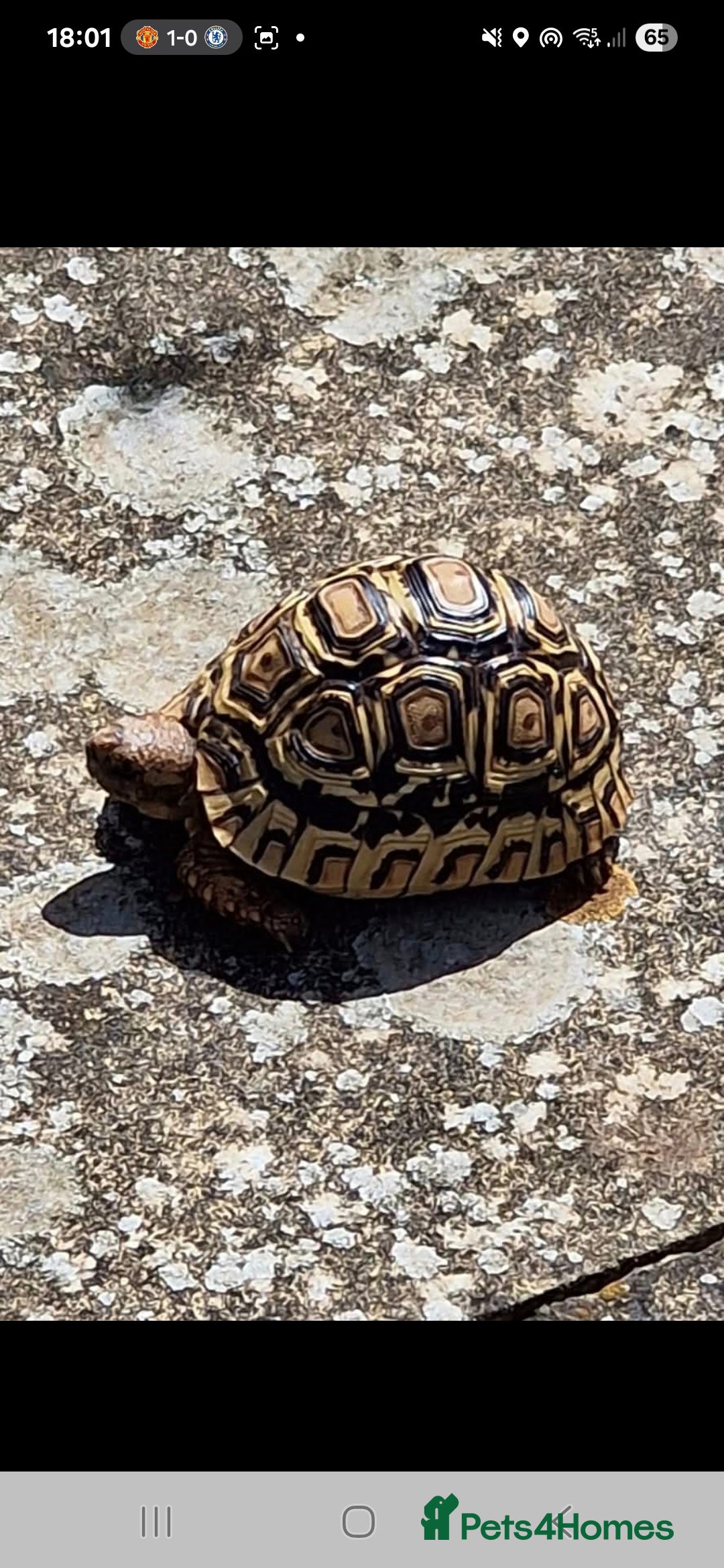 Tortoise reptiles for sale: Leopard Tortoise - Image 2