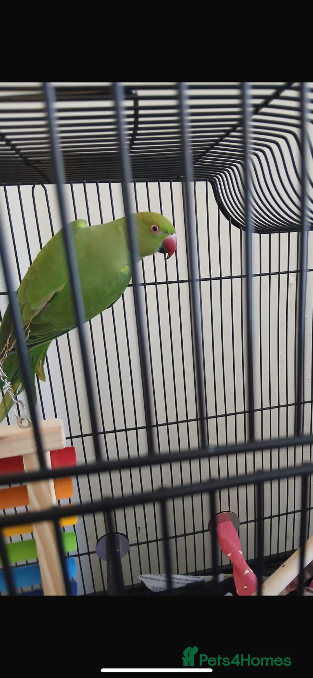 Parrots birds for sale: Green ring neck  in Nottingham - Advert 1