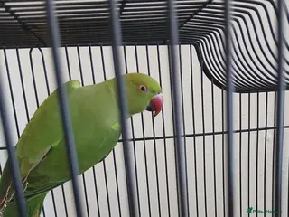 Parrots birds Green ring neck - Advert 1