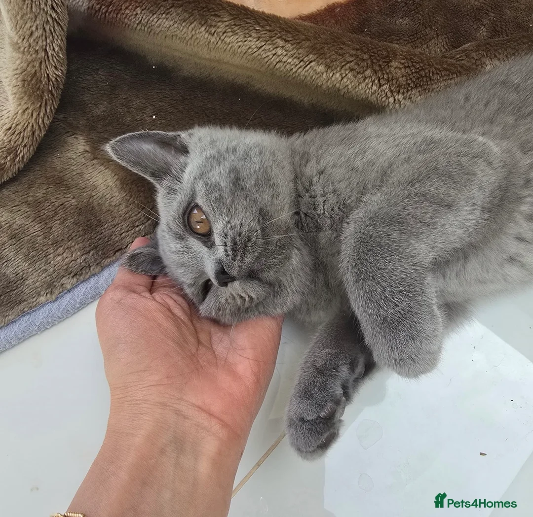 British Shorthair cats for sale: British Shorthair kitten for rehoming 💙 in Edgware - Advert 2