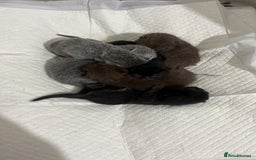 British Shorthair cats for sale: British short hair kittens - Image 4