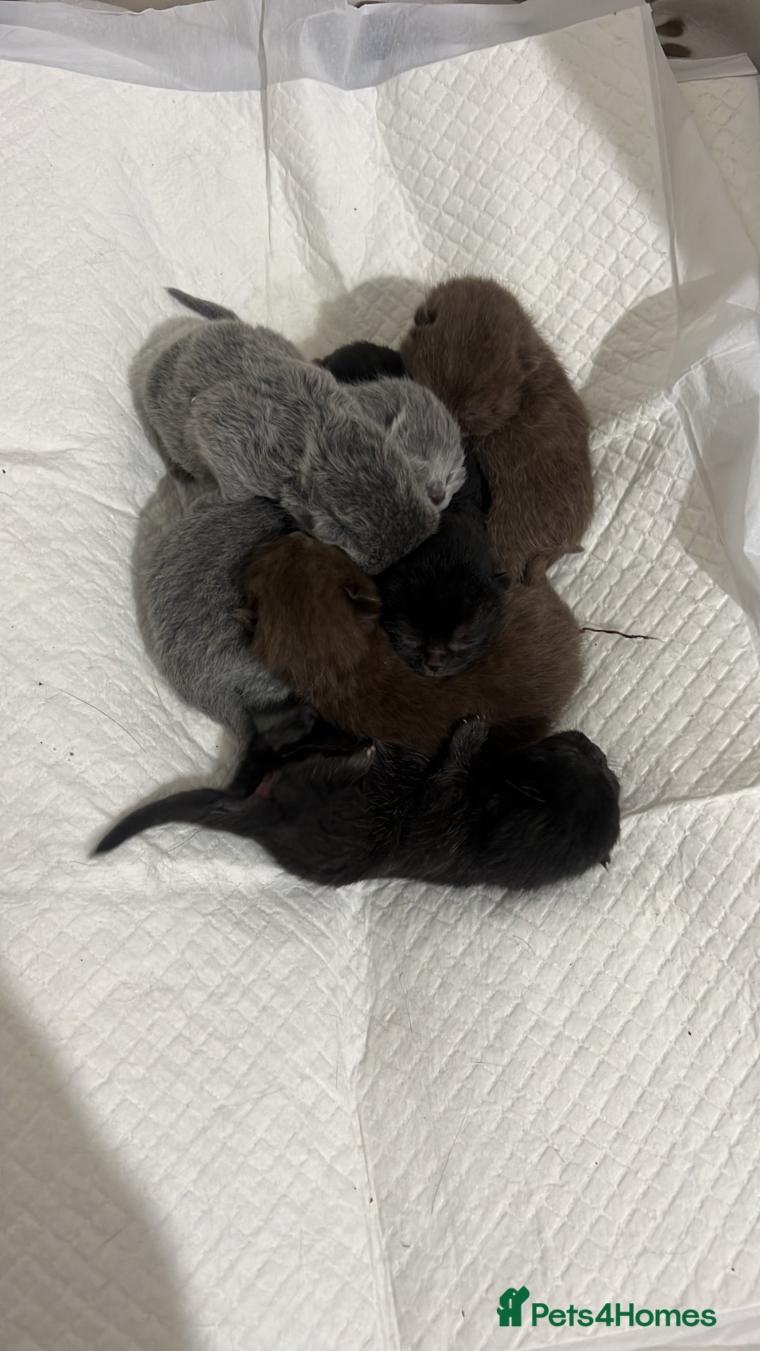 British Shorthair cats for sale: British short hair kittens - Image 4