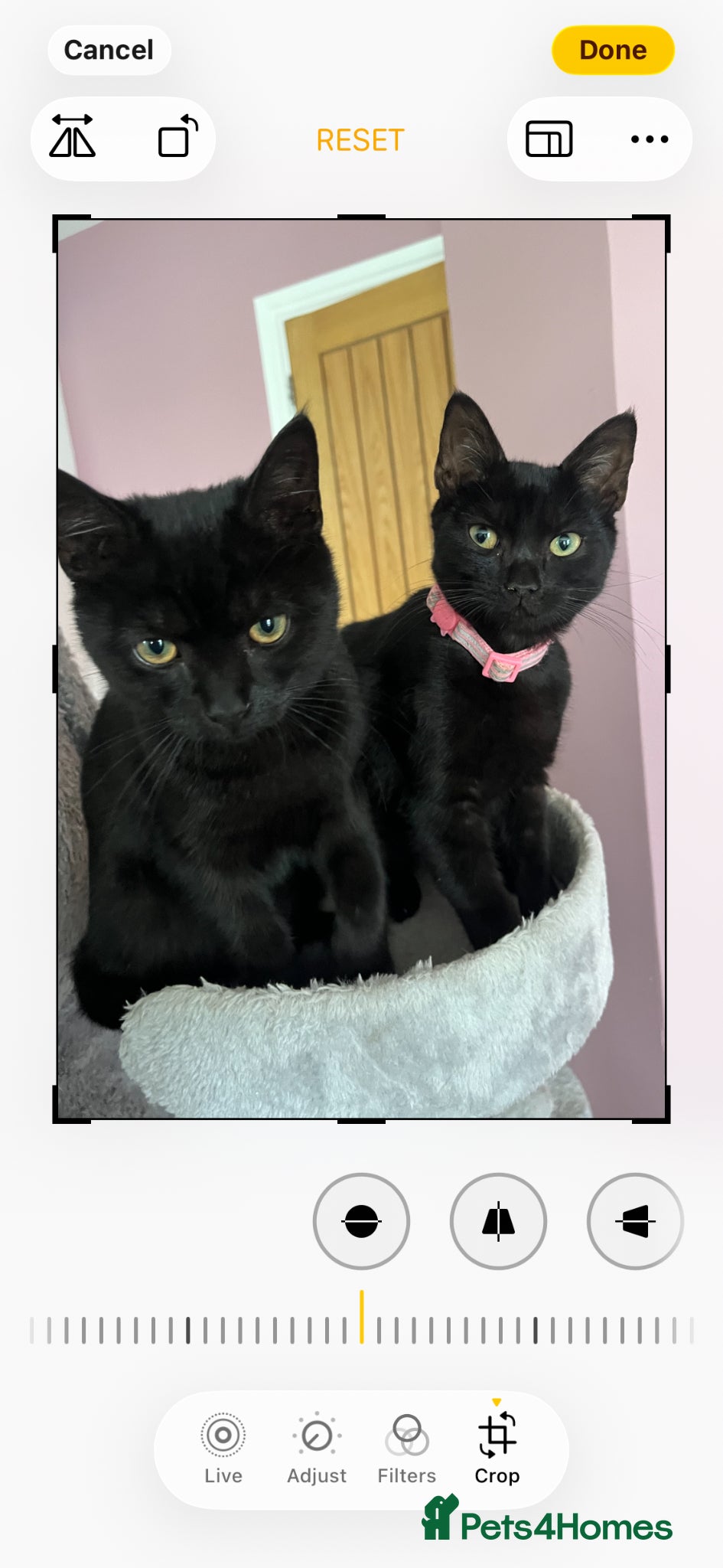 Domestic Shorthair cats Kittens Ready for Forever homes.  - Advert 1
