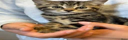 Savannah cats for sale: Stunning Savannah cross kittens, mum TICA reg - Advert 22