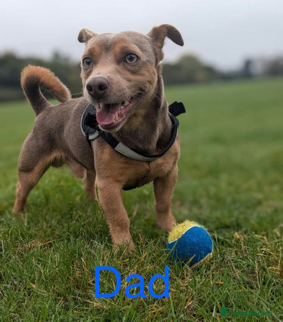 Jack Russell dogs for sale: Jack Russell  - Advert 6