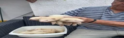 Ferret rodents for sale: Greyhound  ferrets in Worcester - Advert 1