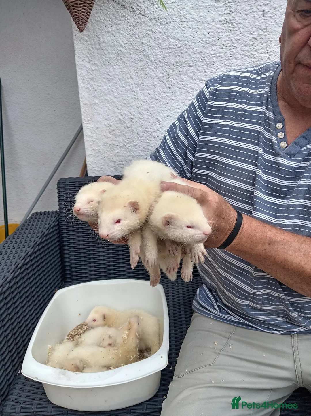 Ferret rodents for sale: Greyhound  ferrets in Worcester - Advert 1