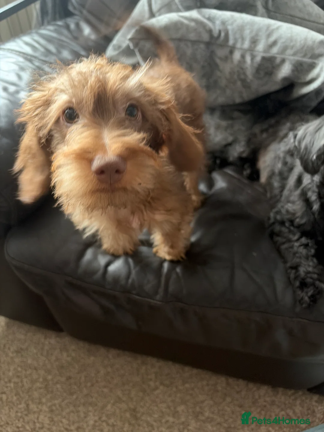 Mixed Breed dogs for sale: Last 2 puppies for sale. Shihpoo x mini dachshund - Advert 2